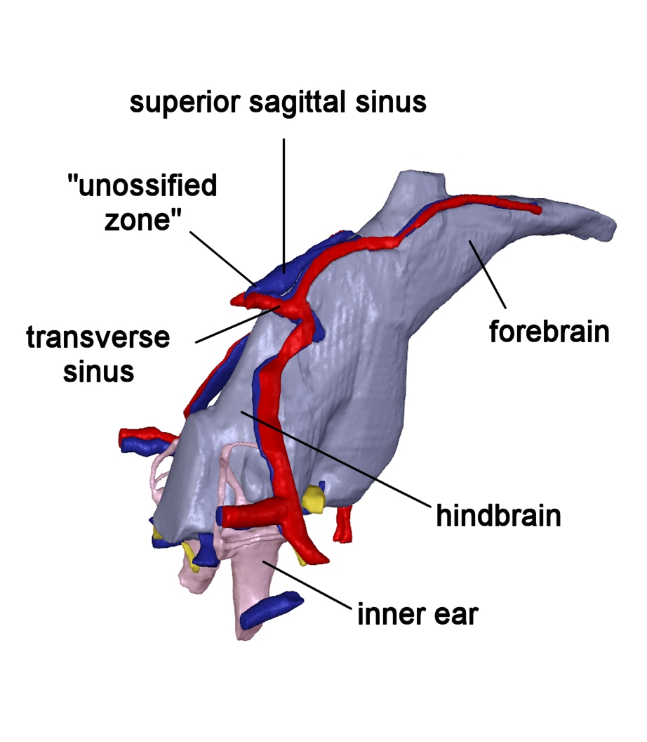 Mystery of an enigmatic impression in the braincase solved 