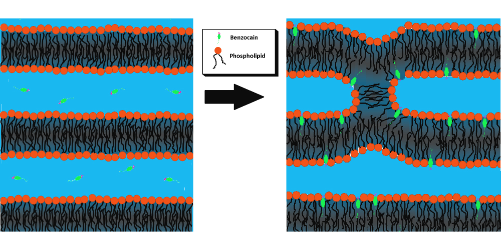 New method for drug research: Detecting Membrane Changes Using Neutrons
